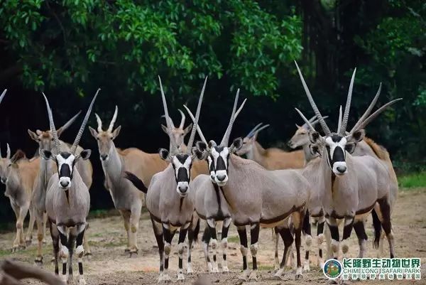 廣州長(zhǎng)隆野生動(dòng)物世界門票攻略，如何獲取最佳體驗(yàn)？，廣州長(zhǎng)隆野生動(dòng)物世界門票攻略，獲取最佳體驗(yàn)全指南！