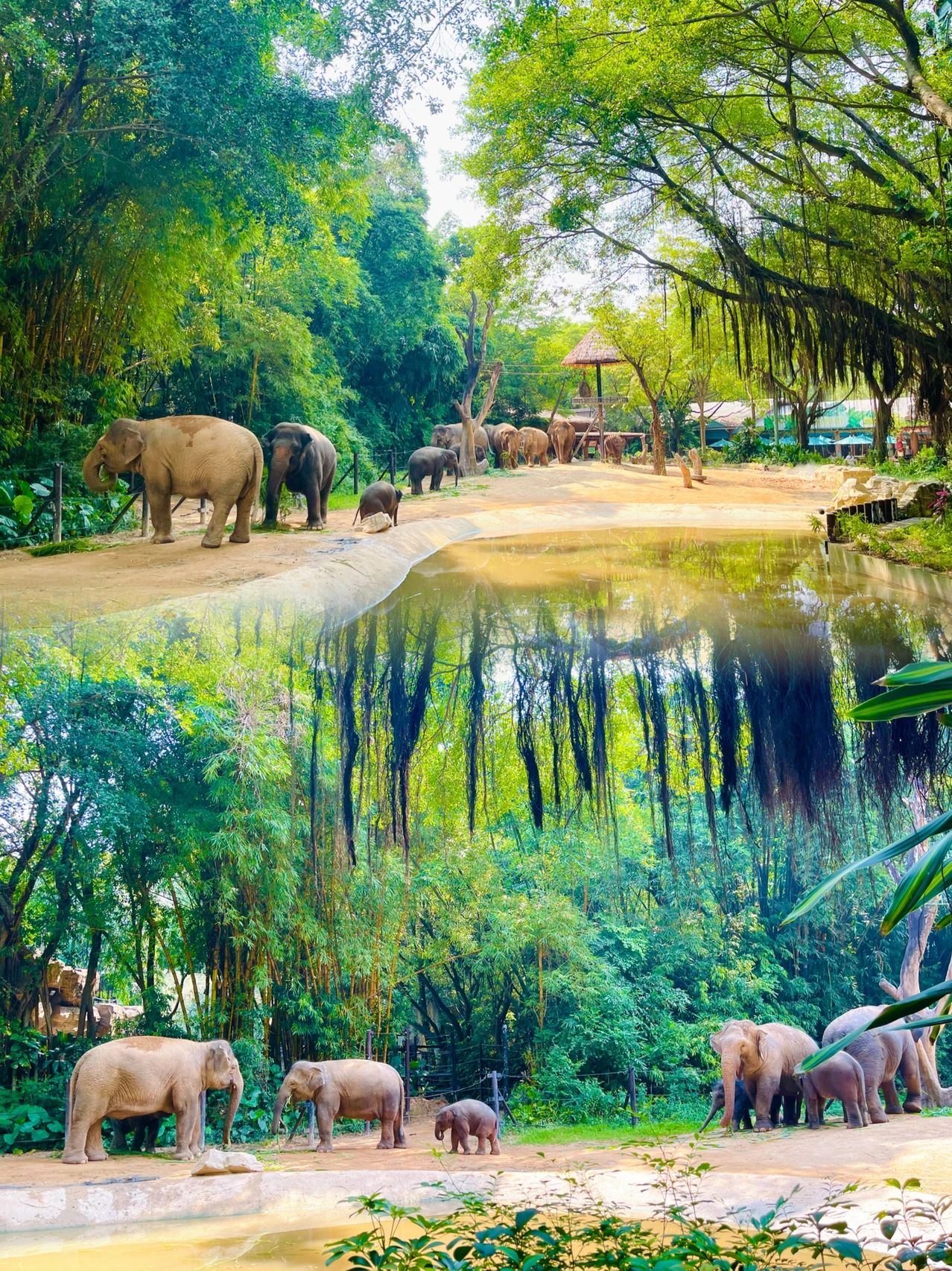 廣州長隆動(dòng)物園，動(dòng)物王國的魅力之旅，廣州長隆動(dòng)物園，動(dòng)物王國的魅力探秘之旅