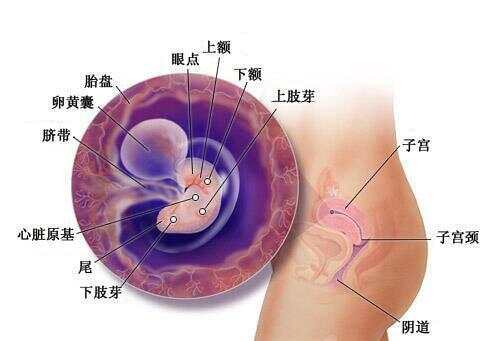 懷孕1-40周全過程圖，深入了解孕期之旅，孕期之旅，懷孕1-40周全過程圖解