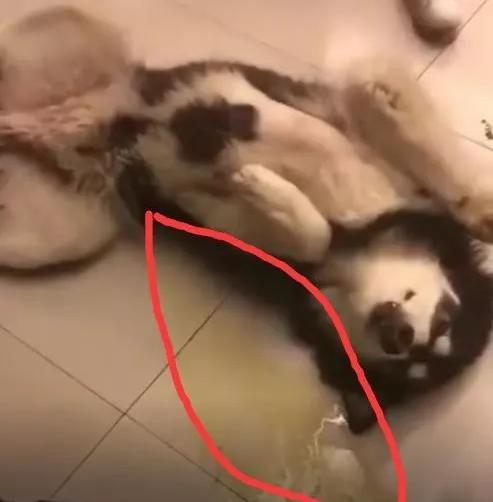 下面像流水一樣的液體怎么回事，深度解析與理解，流水狀液體的深度解析與理解