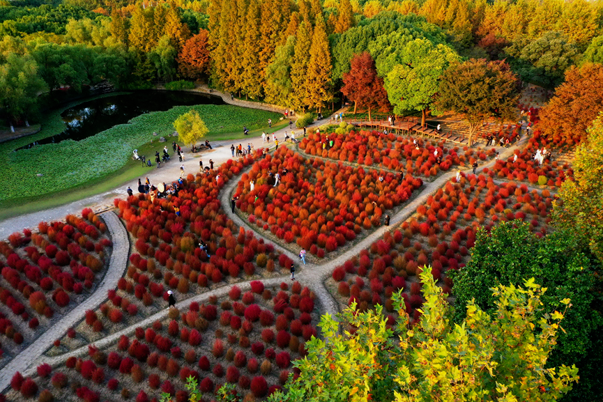 上海世紀(jì)公園門票免費(fèi)，探索城市綠洲的絕佳去處，上海世紀(jì)公園，免費(fèi)探索城市綠洲的絕佳去處