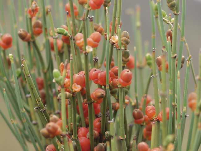 風(fēng)疹圖片與癥狀圖片詳解，認(rèn)識這種疾病，風(fēng)疹圖片及癥狀詳解，全面認(rèn)識風(fēng)疹疾病