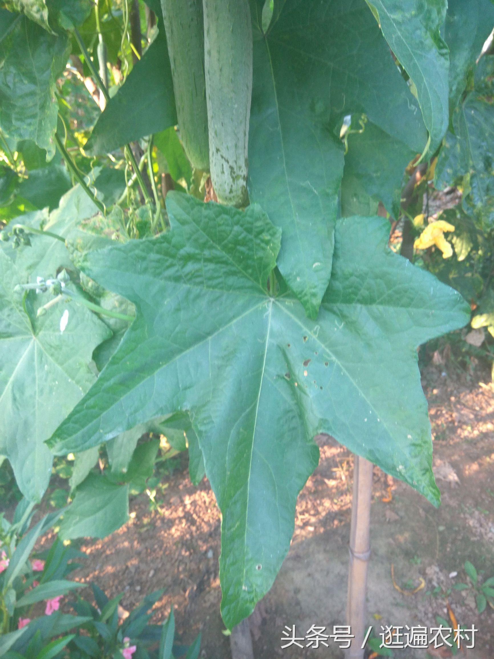 女人吃維生素C的好處，煥發(fā)健康與美麗，女人吃維生素C的益處，健康與美麗的源泉